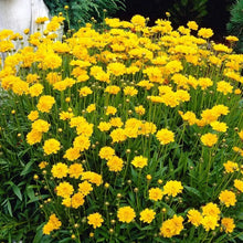 Load image into Gallery viewer, 25 Coreopsis "Early Sunrise" Flower Seeds