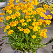 Load image into Gallery viewer, 25 Coreopsis "Early Sunrise" Flower Seeds