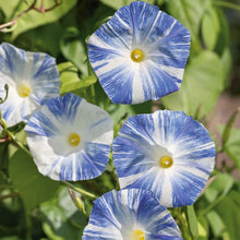 Load image into Gallery viewer, 30 Flying Saucers Morning Glory Flower Seeds