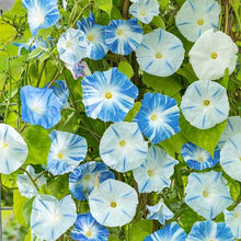 Load image into Gallery viewer, 30 Flying Saucers Morning Glory Flower Seeds