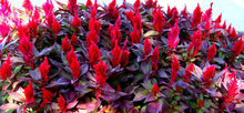 Load image into Gallery viewer, 100 Forest Fire Celosia Flower Seeds