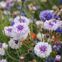 Load image into Gallery viewer, 200 Deluxe Mix Bachelor Button Cornflower Seeds