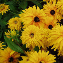 Load image into Gallery viewer, 100 Double Golden Rudbeckia Flower Seeds