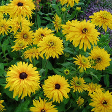 Load image into Gallery viewer, 100 Double Golden Rudbeckia Flower Seeds