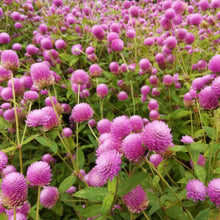 Load image into Gallery viewer, 50 Deep Rose Globe Amaranth Flower Seeds
