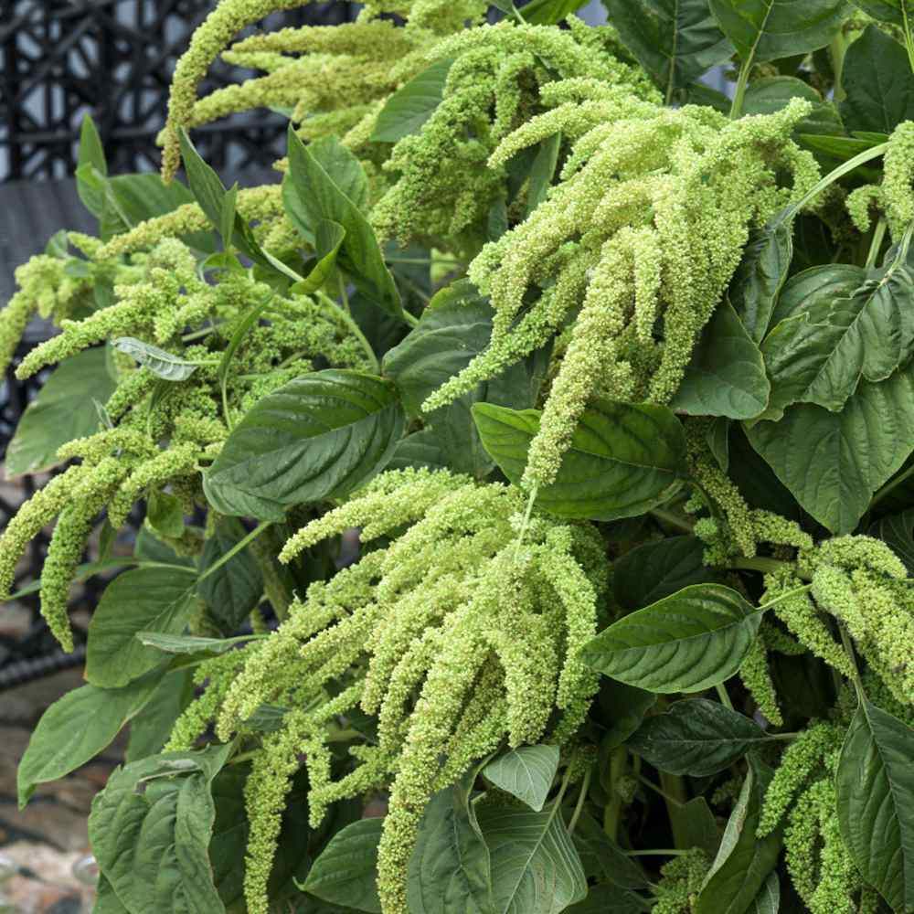 300 Green Thumb Dwarf Green Amaranthus Flower Seeds – New Hill Farms