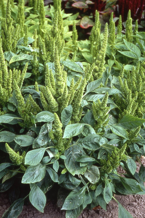 300 Green Thumb Dwarf Green Amaranthus Flower Seeds