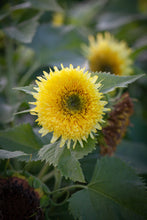 Load image into Gallery viewer, 25 Gummy Bear Dwarf Sunflower Seeds
