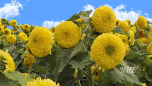 Load image into Gallery viewer, 30 Dwarf Mix Sunflower Seeds