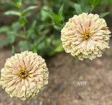 Load image into Gallery viewer, 25 Honey Rose Blush Zinnia Flower Seeds