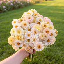 Load image into Gallery viewer, 20 Honey Rose Blush Zinnia Flower Seeds