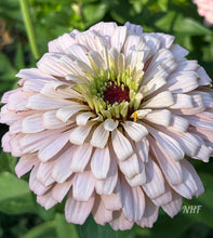 Load image into Gallery viewer, 25 Honey Rose Blush Zinnia Flower Seeds
