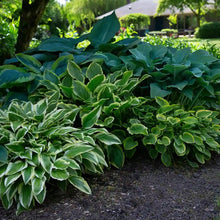 Load image into Gallery viewer, 10 Hosta Mixed Variety Seeds