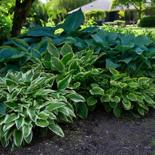 Load image into Gallery viewer, 10 Hosta Mixed Variety Seeds
