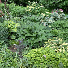 Load image into Gallery viewer, 10 Hosta Mixed Variety Seeds
