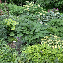 Load image into Gallery viewer, 10 Hosta Mixed Variety Seeds