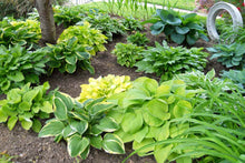 Load image into Gallery viewer, 10 Hosta Mixed Variety Seeds