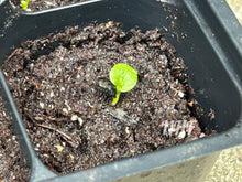 Load image into Gallery viewer, 10 Hosta Mixed Variety Seeds