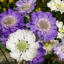Load image into Gallery viewer, 25 House Mix Perennial Scabiosa Flower Seeds