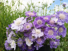 Load image into Gallery viewer, 25 House Mix Perennial Scabiosa Flower Seeds