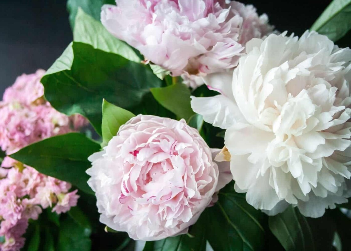 peony rose seeds 10 Herbaceous Peony Flower Seeds