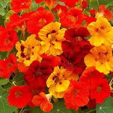 Load image into Gallery viewer, 50 Tall Mix Nasturtium Flower Seeds