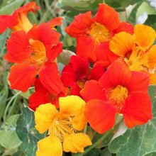 Load image into Gallery viewer, 50 Tall Mix Nasturtium Flower Seeds