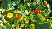 Load image into Gallery viewer, 50 Tall Mix Nasturtium Flower Seeds