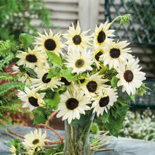 Load image into Gallery viewer, 50 Italian White Sunflower Seeds