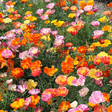 Load image into Gallery viewer, 100 Jelly Beans Mix California Poppy Flower Seeds