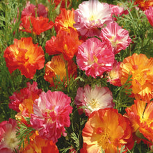 Load image into Gallery viewer, 100 Jelly Beans Mix California Poppy Flower Seeds