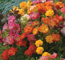Load image into Gallery viewer, 100 Jelly Beans Mix California Poppy Flower Seeds