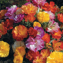 Load image into Gallery viewer, 100 Jelly Beans Mix California Poppy Flower Seeds