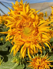 Load image into Gallery viewer, 25 Just Crazy Sunflower Seeds
