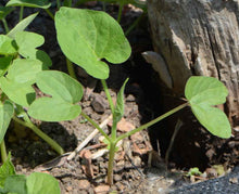 Load image into Gallery viewer, 10 Kikyo-Zaki Japanese Morning Glory Flower Seeds