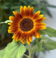 Load image into Gallery viewer, 20 Little Becka Dwarf Sunflower Seeds