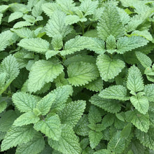 Load image into Gallery viewer, 200 Lemon Balm Herb Seeds