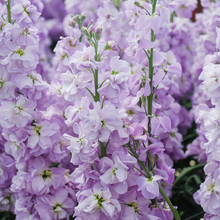 Load image into Gallery viewer, 100 Pastel Mix Stock Flower Seeds