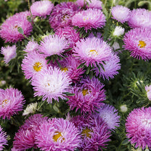 Load image into Gallery viewer, 50 Lilac Tiger Paw Aster Flower Seeds