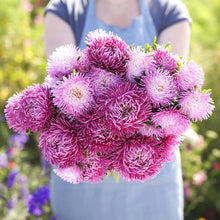 Load image into Gallery viewer, 50 Lilac Tiger Paw Aster Flower Seeds