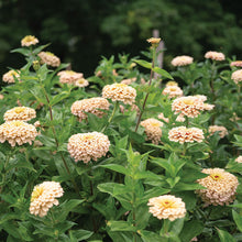 Load image into Gallery viewer, 20 Linen Blush Zinnia Flower Seeds