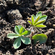 Load image into Gallery viewer, 100 Rainbow Mix Lupine Flower Seeds