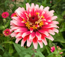 Load image into Gallery viewer, 100 Strawberry Swirl Zinnia Flower Seeds