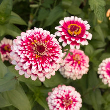 Load image into Gallery viewer, 50 Mazurkia Zinnia Flower Seeds