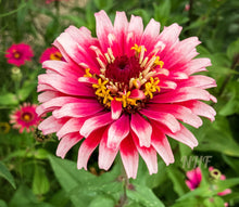 Load image into Gallery viewer, 50 Mazurkia Zinnia Flower Seeds