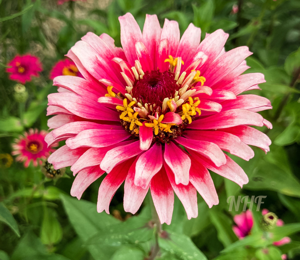 50 Mazurkia Zinnia Flower Seeds – New Hill Farms