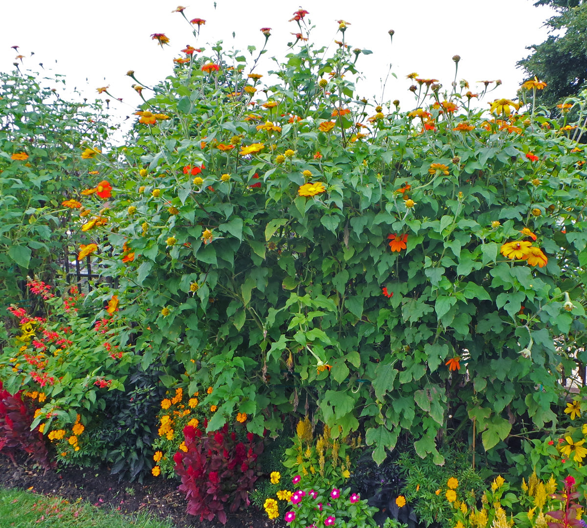mexican sunflower seed planting 50 Torch Red Mexican Sunflower Seeds – New Hill Farms