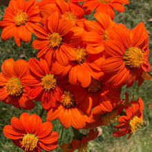 Load image into Gallery viewer, 50 Torch Red Mexican Sunflower Seeds