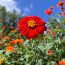 Load image into Gallery viewer, 50 Torch Red Mexican Sunflower Seeds