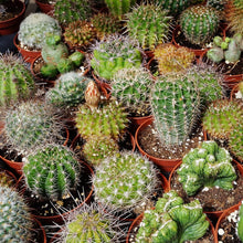 Load image into Gallery viewer, 50 Mini Cactus Seeds